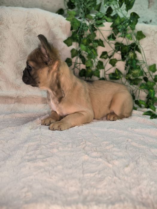 Vand baietel Bulldog francez fluffy - cu par lung.  (Cu pasaport)