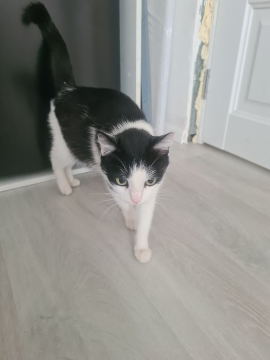 отдам хорошие руки