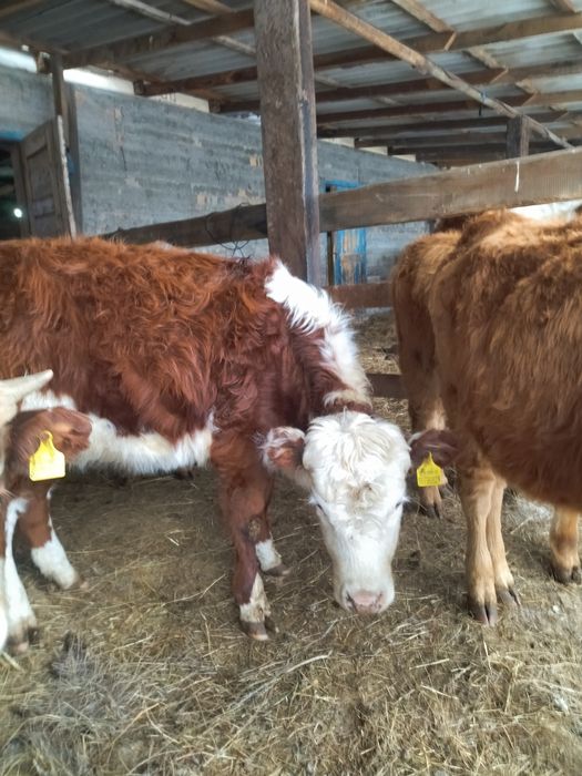 1 жасар таинша( телеа) сатылады