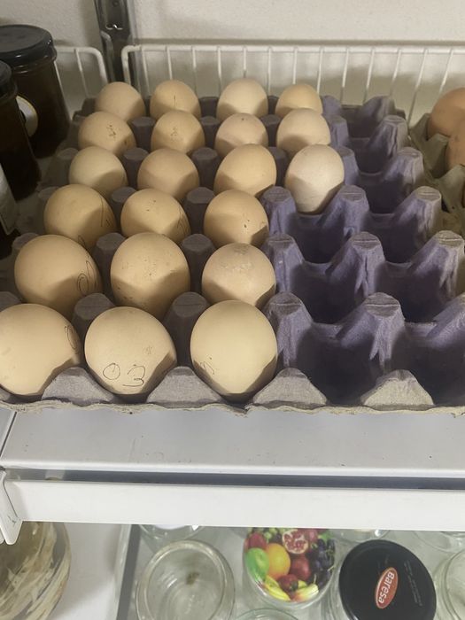 Vand Oua Playmoth Rock Barat , Marans , Araucana , Australorp Alb