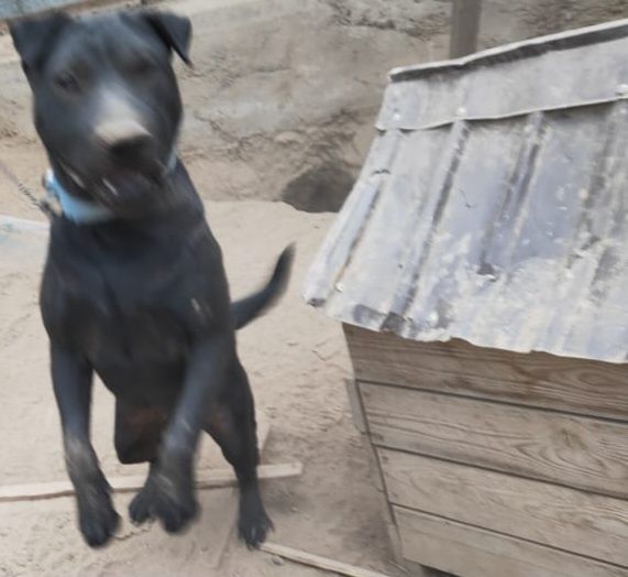 Отдам Породистого щенка