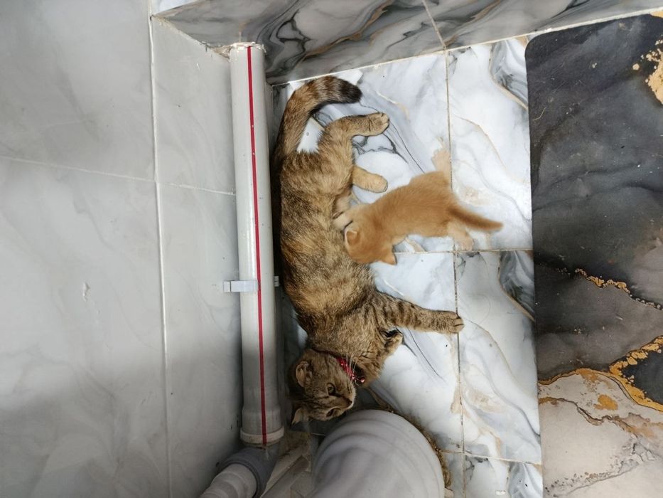 Кошка отдам даром