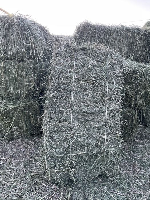 Жоңышқа ауыр, таза