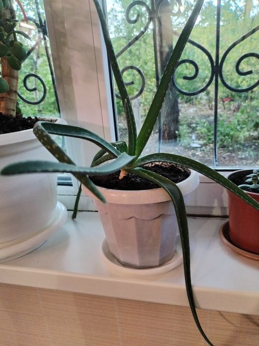 Продам растения в горшках