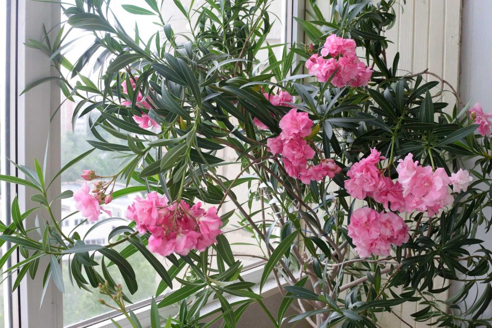 Олеандр махровый розового цвета