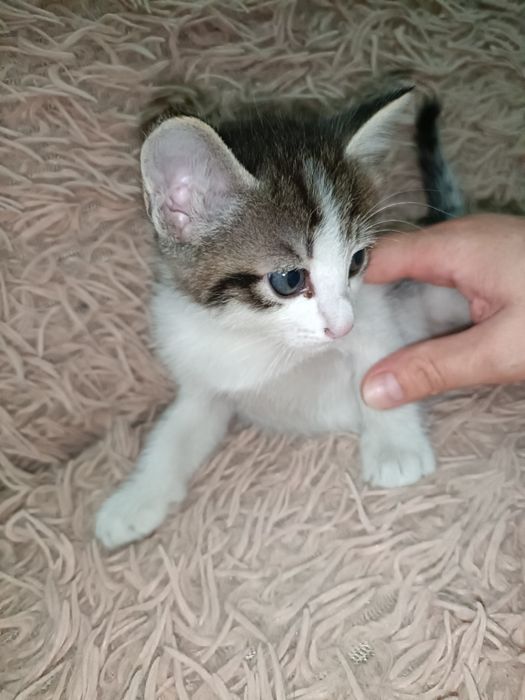 Отдам котят в хорошие руки