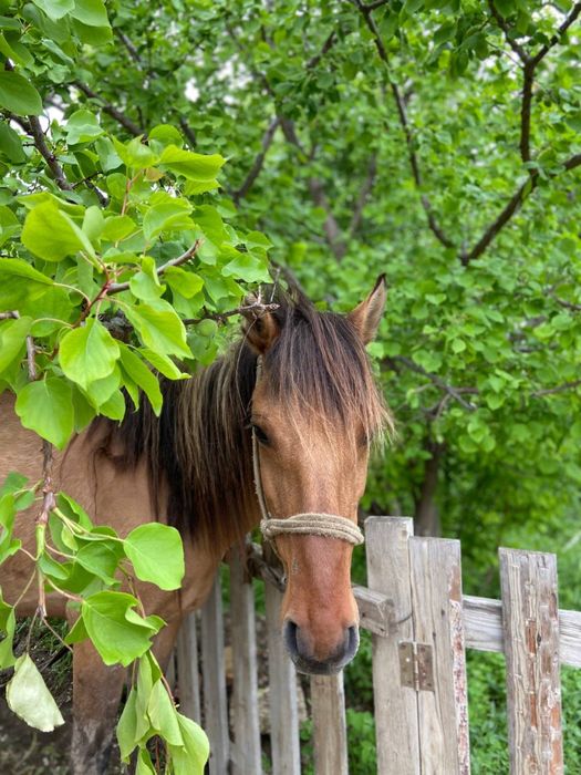 Сауынды бие сатылады
