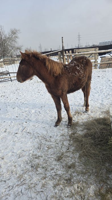 Продам россиских жеребят