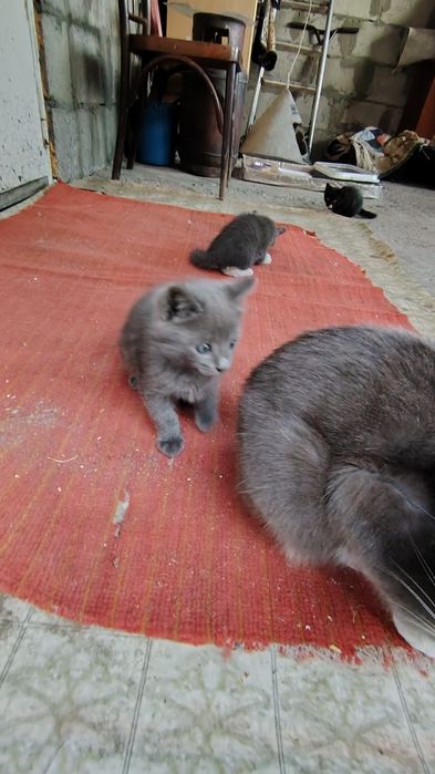 Отдам котят в хорошие руки