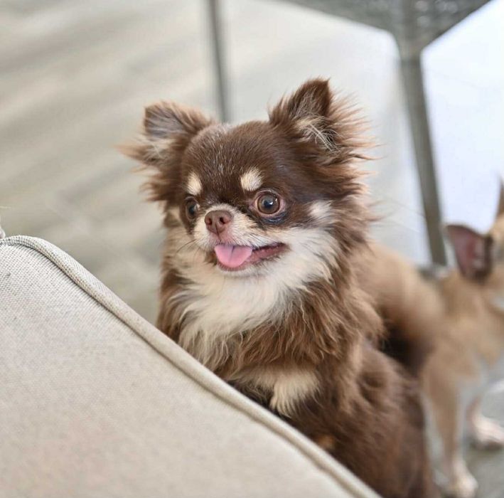 Мъжко дългокосместо миниатюрно чихуахуа