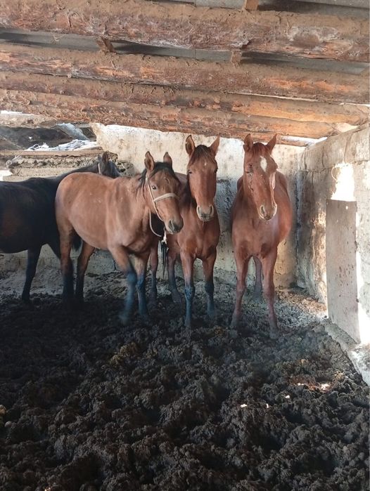 Биелер сатыладыы