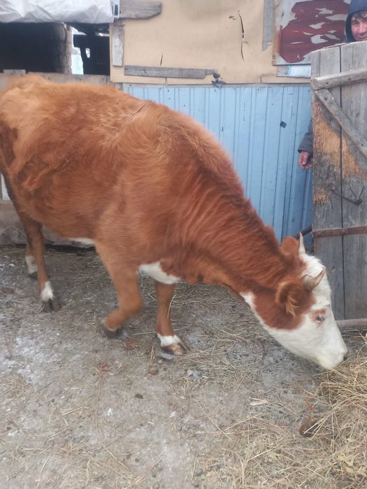 Продам коров 4 головы