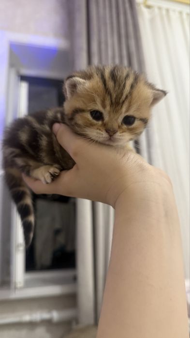 продаются котята шиншилы