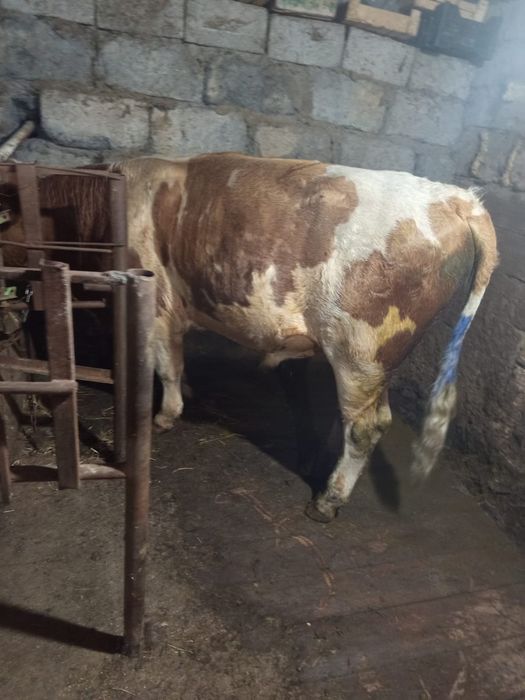 Продам быка большого