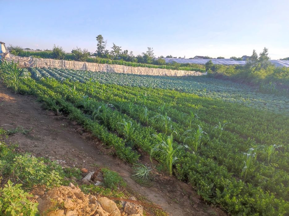 Casă  Matca de vânzare