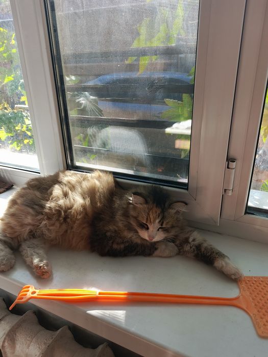 Отдам в самые добрые руки кошку .