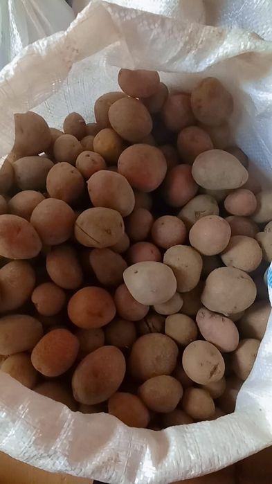 Vând cartofi de calitate