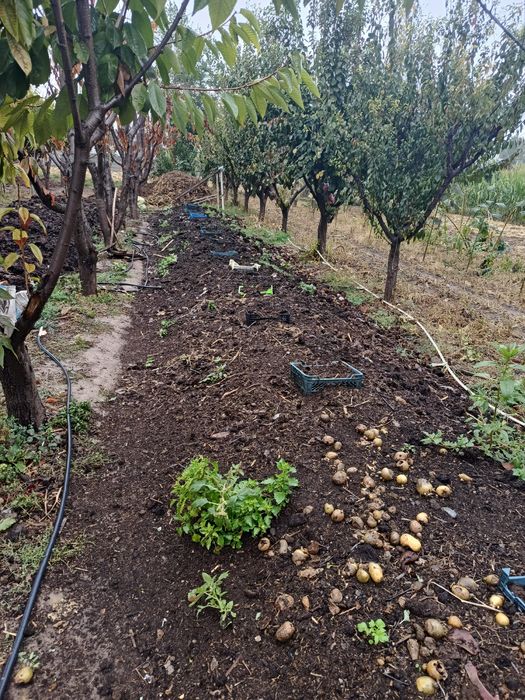 Биогомус сифатли