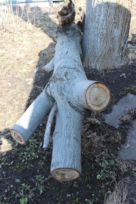 Древесина грецкого ореха на спил