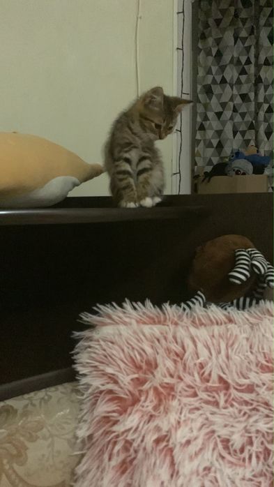 Отдам котенка мальчик