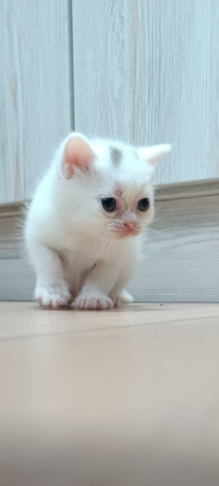 Скоттиш фолд и страй девочка 2 месяца. Scottish straight Qiz bola 2 oy