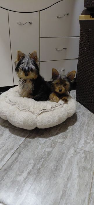 Продавам мъжко и женско мини йорки