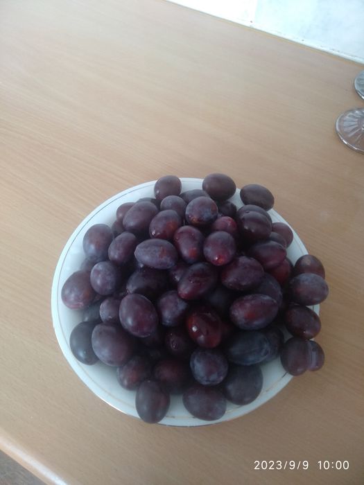 Продам саженцы деревьев