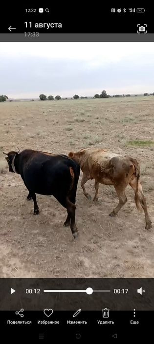 Тана ургашы кунажын