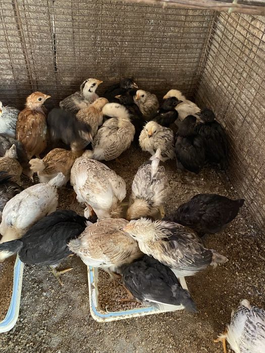 Продам цыплят домашние