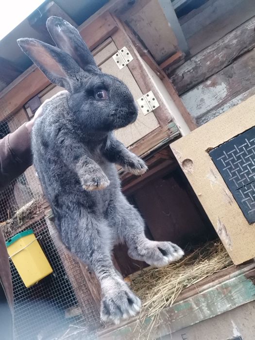 Mascul uriaș german