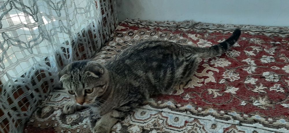 Вислоухий кот продам