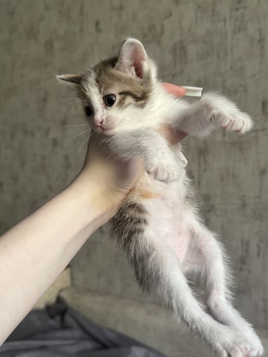 отдаю котят в добрые руки