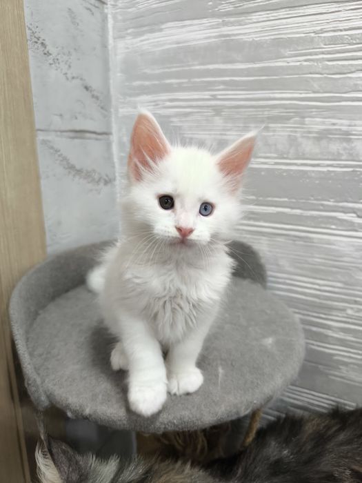 Продам котят Мейкун