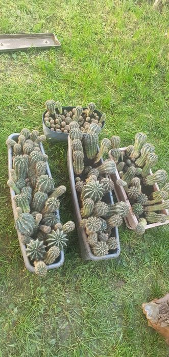 Кактусы в горшочке