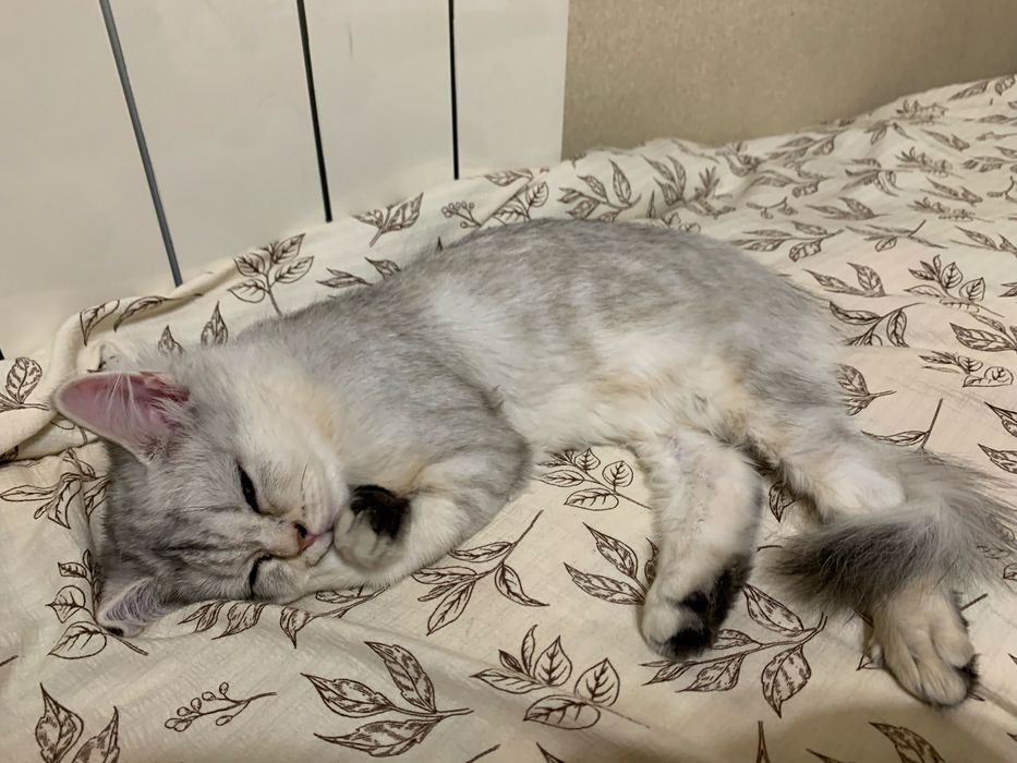 Кошечка шиншила X британец