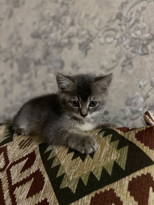 Котенок девочка 2 месяца