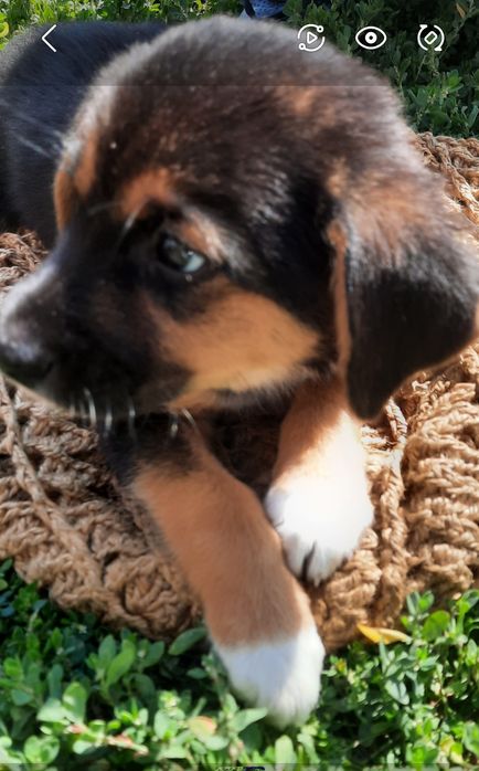 Отдам в добрые руки щенков.Алматы.