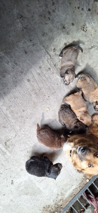 Отдам щенят хорошие руки