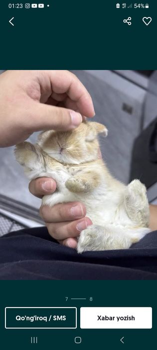 Katta bo'midigan karlik quyon