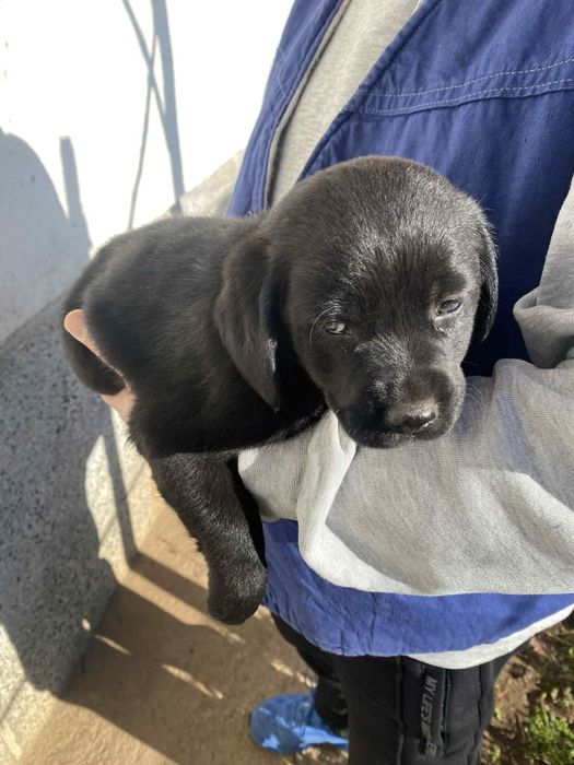 Кученца Кокерчета