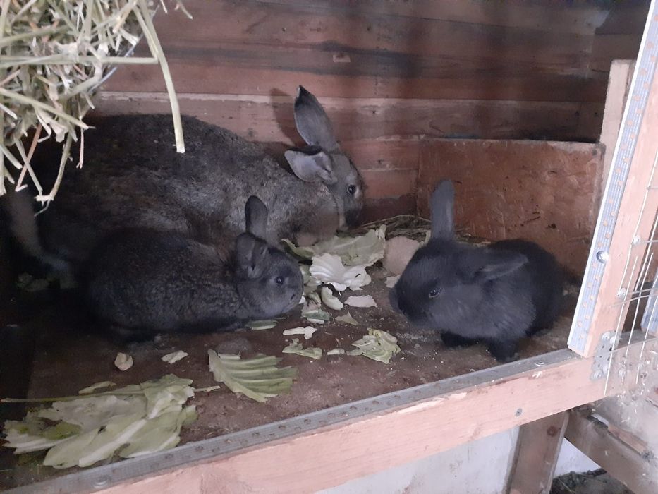 Продам кроликов!
