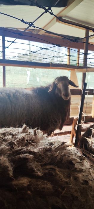 Токты Арашан пародасы