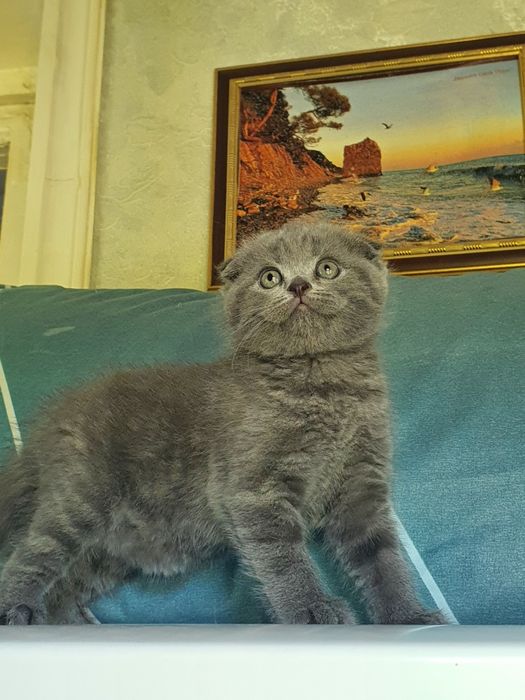 Скотиш фолд; девочка