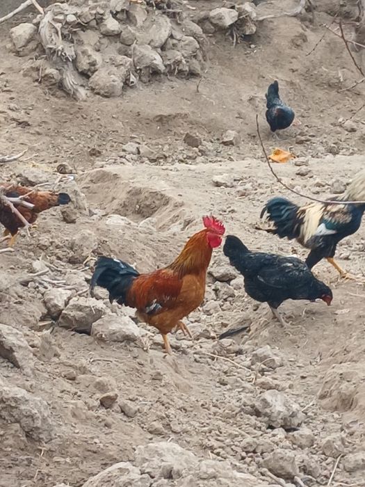 Домашний  хорозлар сотилади 300.000