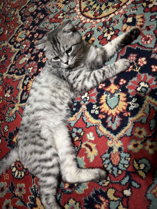 Mushuk British Shorthair