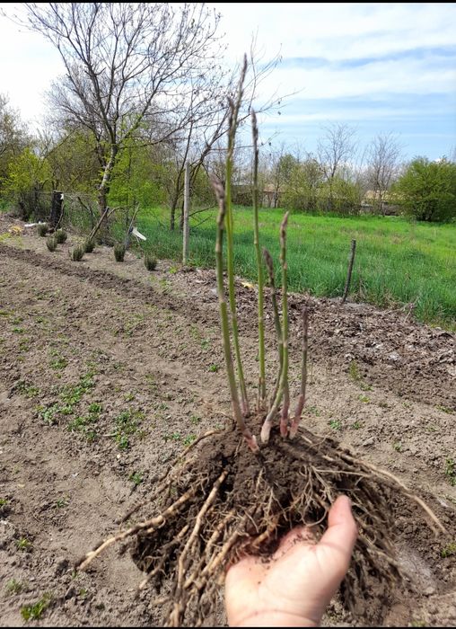 Vind coroane sparanghel