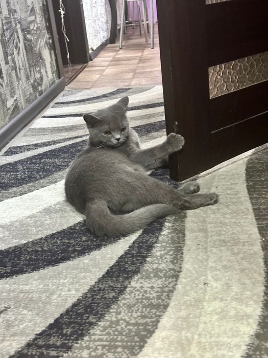 Плюшевая британка