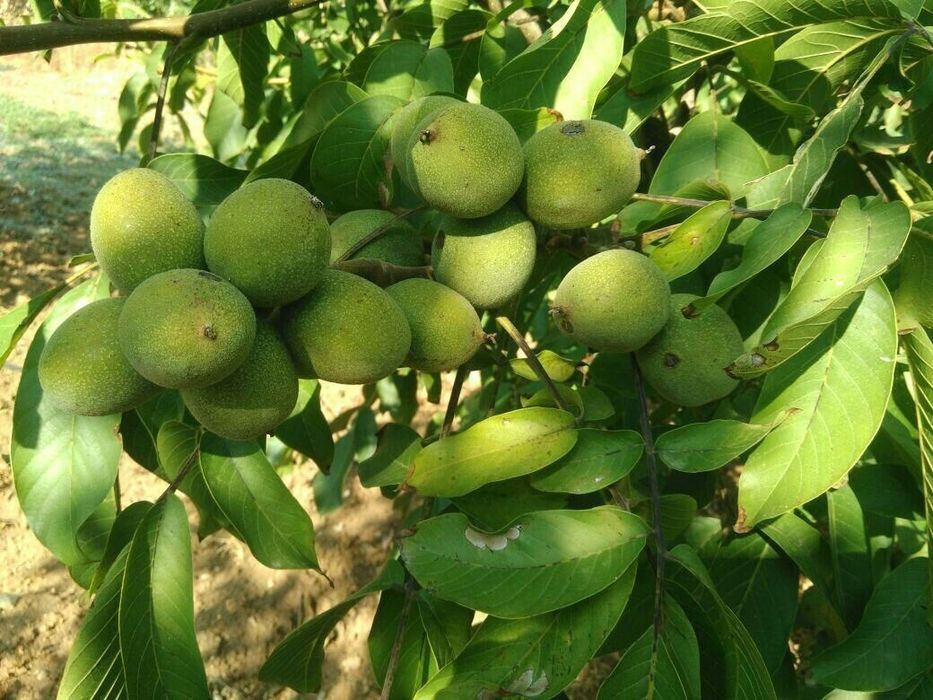 Yongʻoq (Орех) koʻchatlari sotiladi 2 yillik