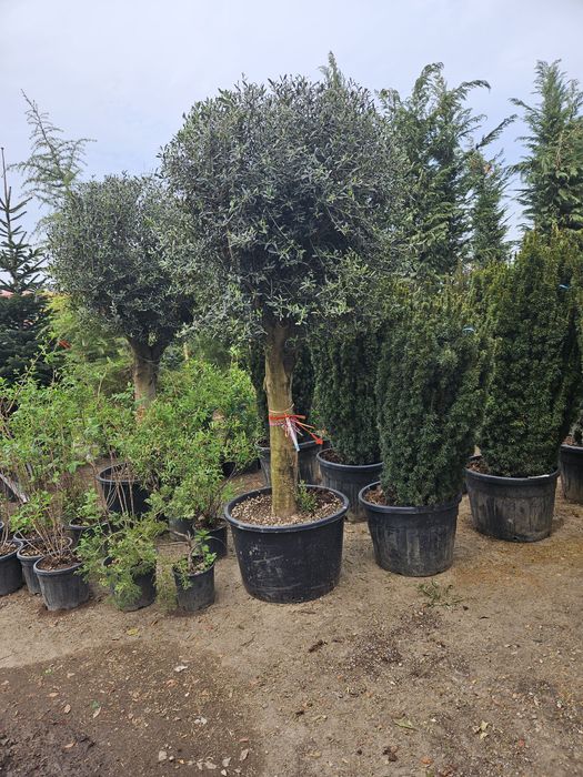 Leylandi bonzai catalpa spirale ponpon magnolie