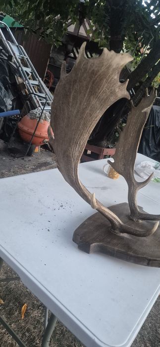 Vand trofeu cerb lopatar